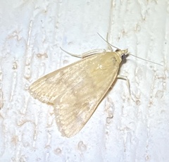Achyra rantalis