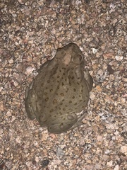 Incilius alvarius