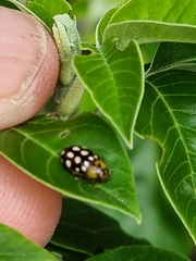 Phola octodecimguttata