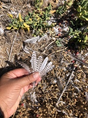 Charadriiformes