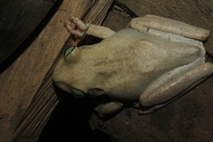 Boana platanera