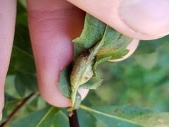 Dasineura salicifoliae
