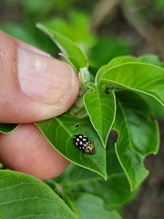 Phola octodecimguttata
