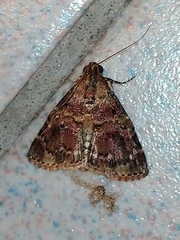 Orthaga thyrisalis