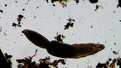 Platyhelminthes