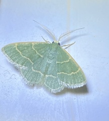 Chlorochlamys phyllinaria