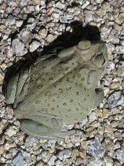 Incilius alvarius