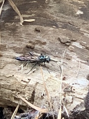 Coelichneumon eximius