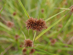 Rhynchospora cephalantha