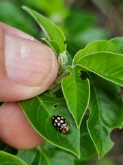 Phola octodecimguttata