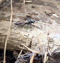Coelichneumon eximius