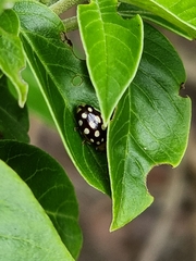 Phola octodecimguttata