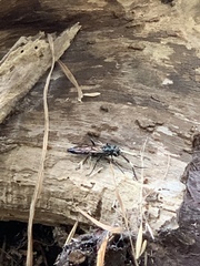 Coelichneumon eximius