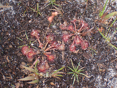 Drosera capillaris