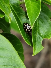 Phola octodecimguttata