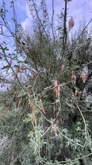 Parkinsonia