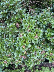 Rhododendron indicum