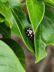 Phola octodecimguttata