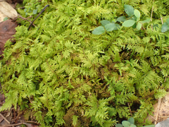 Thuidium delicatulum