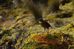 Grallaria quitensis