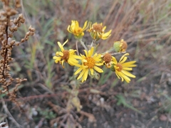 Jacobaea vulgaris