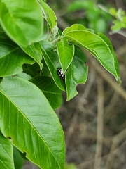 Phola octodecimguttata