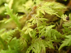 Thuidium delicatulum