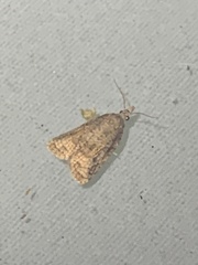 Platynota idaeusalis