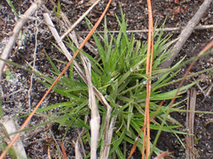 Lachnocaulon anceps