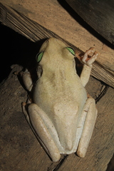 Boana platanera