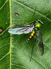 Chrysosomatini