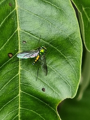 Chrysosomatini