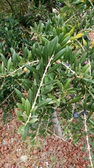 Olea europaea