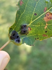 Harmandiola
