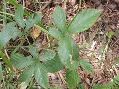 Rubus cuneifolius