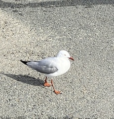 Chroicocephalus novaehollandiae