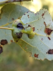 Harmandiola