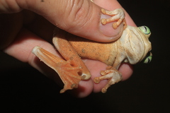 Boana platanera