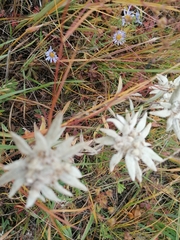 Leontopodium