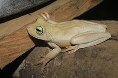Boana platanera