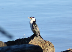 Microcarbo melanoleucos