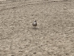 Larus dominicanus dominicanus
