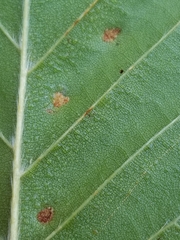 Acalitus ferrugineum