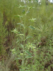 Trichostema dichotomum