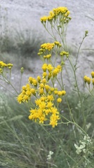 Hymenothrix wislizeni