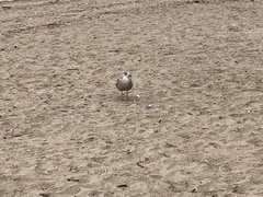 Larus dominicanus dominicanus