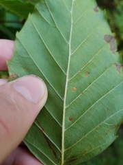 Acalitus ferrugineum