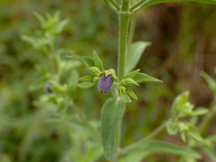 Trichostema dichotomum