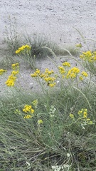 Hymenothrix wislizeni