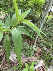 Boehmeria densiflora